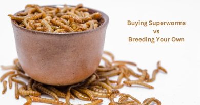Should I Buy Superworms Or Breed My Own 1 superworms